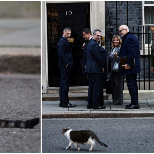 Larry, motanul celebru din Downing Street, își face din nou apariția