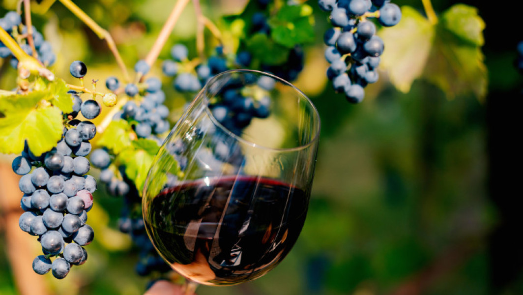 Producția de vin în Moldova crește cu 35% datorită condițiilor meteorologice favorabile