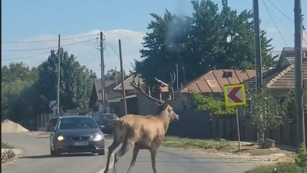 Cerb speriat, salvat de pompieri după ce a alergat haotic pe șoseaua din Borcea